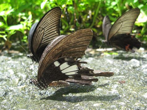 Fuscous Schwalbenschwanz Papilio Fuscus