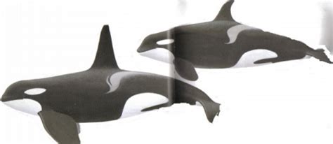 Both male and female offspring remain in close association with their mothers for life. Fins, Tails and Blowholes