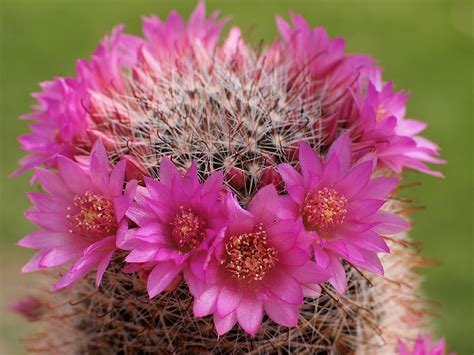How To Water Rose Pincushion Cactus Frequency Techniques And Quantity