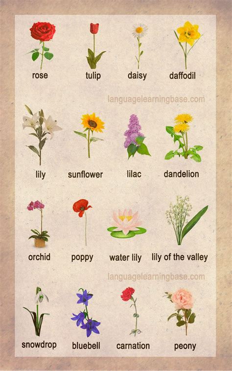 Awesome Flower Plants Names In English References