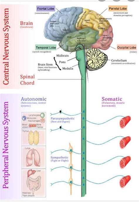 Nervous System Cns Pns Diagram Histology Of The Peripheral Nerves And