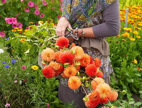The Best Dahlias For Cut Flowers Farmer Gracys Blog