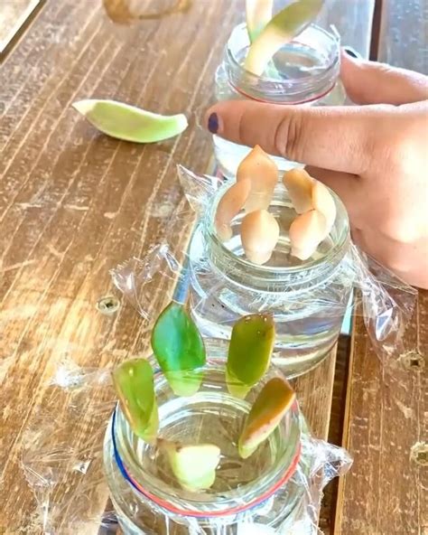 Check spelling or type a new query. Propagating time! 💞🌱 Video | Plants, Plant hacks ...