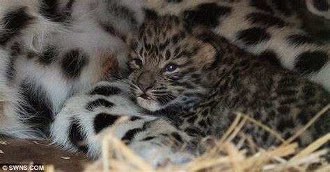 Spot The Difference Rare Twin Amur Leopards Are Born At A British