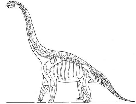 Skeleton Brachiosaurus Dinosaurus Coloring Page Color Luna