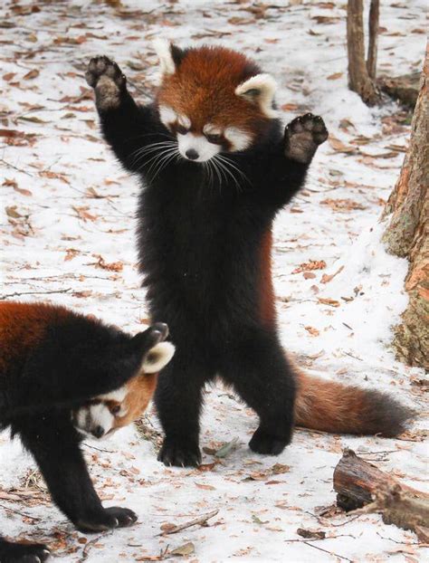 17 Reasons Red Pandas Are Earth Shatteringly Cute Cute Animals Baby
