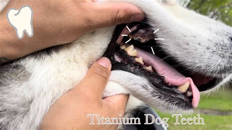 Do Navy Seal Dogs Have Titanium Teeth