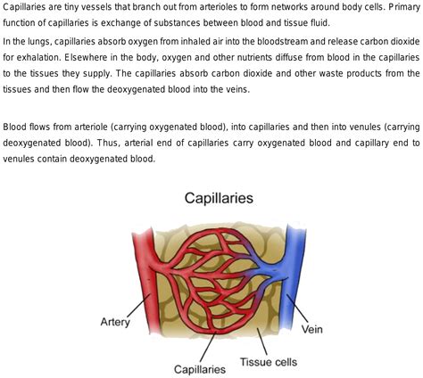What Type Of Blood Do Capillaries Carry Oxygenated Or Deoxygenated