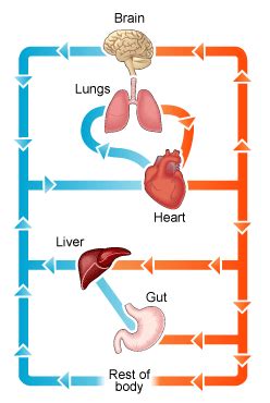 Circulatory System Diagram | New Health Advisor