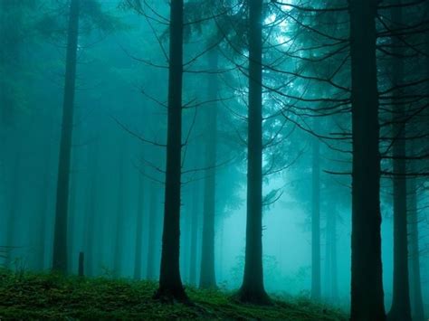 Forest In The Mist Nature Mac Wallpaper Download Free Mac Wallpapers