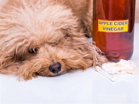 Apple Cider Vinegar For Dogs Uses And Benefits
