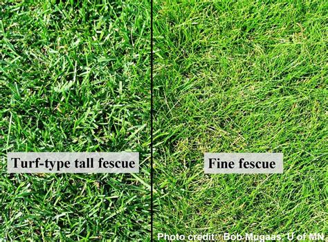 Turf Type Tall Fescue And Fine Fescue Texture Comparison Image Detail For Figure Tall
