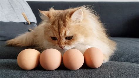 Domestic cats hunt and eat for enjoyment rather than necessity. Can Cats Eat Eggs? Are Eggs Good for Cats?