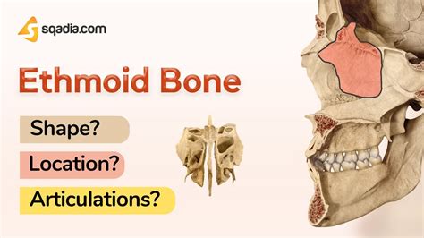 Ethmoid Bone Shape Location And Articulations Anatomy Learning