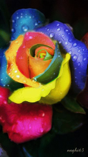 Animated Rainbow Rose Pictures Photos And Images For Facebook Tumblr