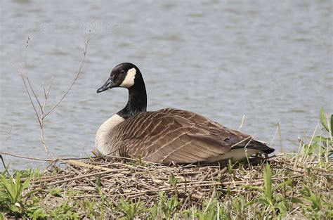 Canada Goose On Nest Jen Gfeller Nature Photography