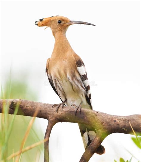 Hoopoe Upupa Beautiful Bird Brown With A Long Curved Beak Stock