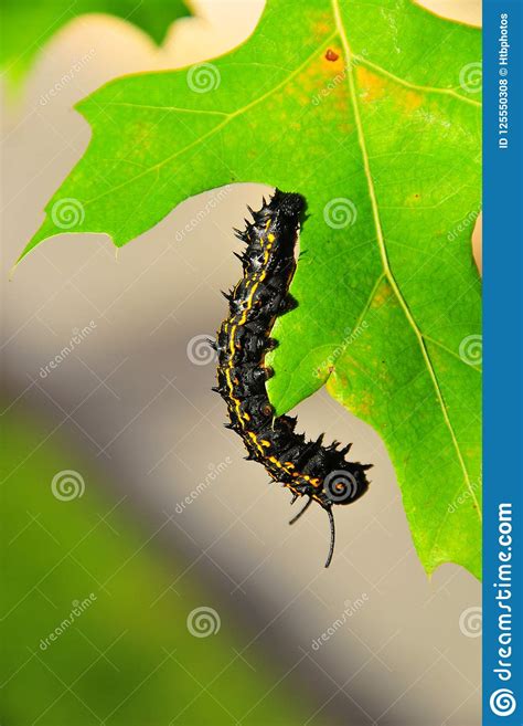 Caterpillar Black With Yellow Stripes Anisota Peigleri Stock Photo