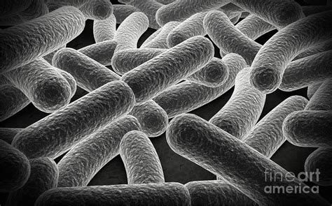 Microscopic View Of Bacilli Bacteria Digital Art By Stocktrek Images