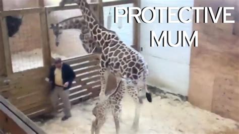 April The Giraffe Kicks Vet In Very Unfortunate Place To Protect Her