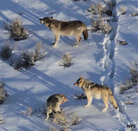 Yellowstones Wolves And Packs Citizen Science