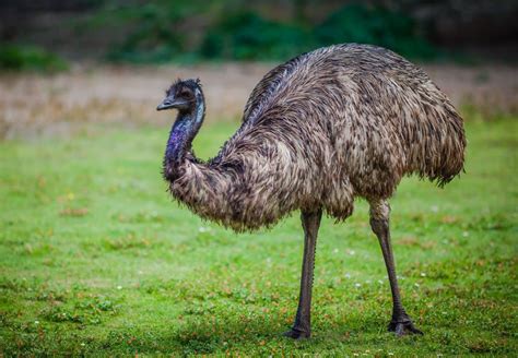 エミュー（オーストラリア博物館） エミューのトリコ