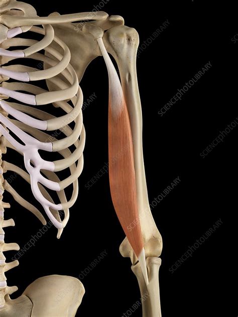 Medical and anatomical illustrations of the muscular system. Human arm muscles, illustration - Stock Image - F011/5544 ...