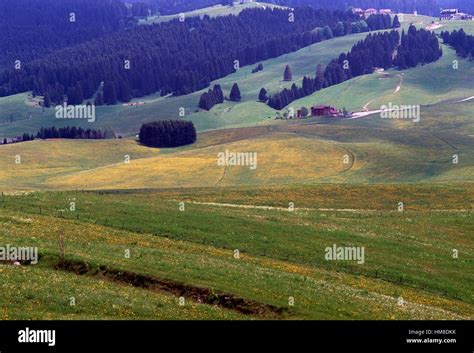 Meadows And A Spruce Forest Sette Comuni Or Asiago Plateau Veneto