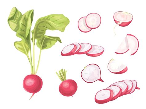 Premium Vector Set Of Radishes Fresh Organic Diet Vegetarian