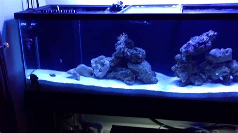 Saltwater Aquarium 100g Shark Tank Two Months Old Youtube