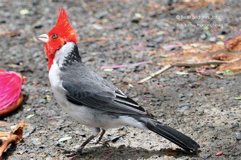 17 Cardinals Tanagers Grosbeaks Parrotbills And Allies Waxwings