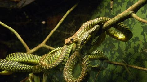 Una Serpiente Pitón Pone 7 Huevos A Pesar De Llevar 15 Años Sin