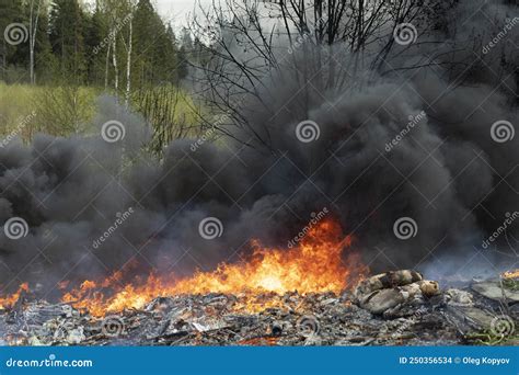 Fire In Forest Smoke Over Trees Stock Photo Image Of Drought