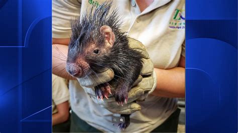 Baby Porcupines Born At Franklin Park Zoo Boston 25 News