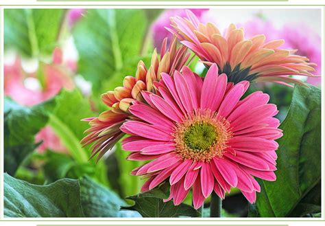 Gerbera Daisy Care Guide Growing Information Tips And Meaning