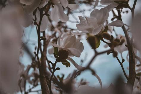 Meaning Of Magnolia Trees Femininity And Beauty