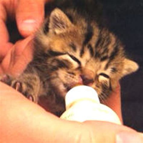 Orphan Kitten Rescued From Storm Drain Love Meow
