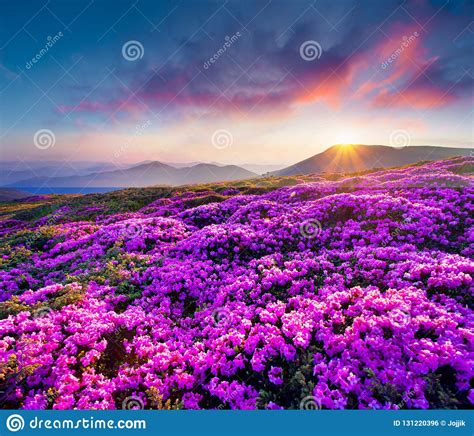 Colorful Summer Sunrise With Fields Of Blooming Rhododendron Flo Stock