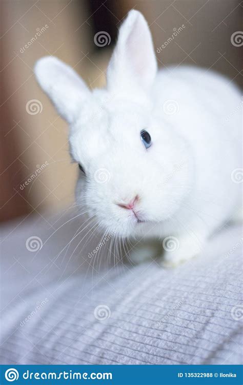 Portrait Of A White Rabbit With Blue Eyes Stock Photo Image Of Cute