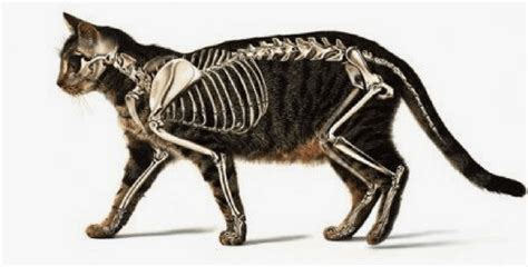 The knee joint is the largest joint in the body and is primarily a hinge joint, although some sliding and rotation occur. A Cat's Skeleton : All Our Info On Cats' Bones | HolidogTimes