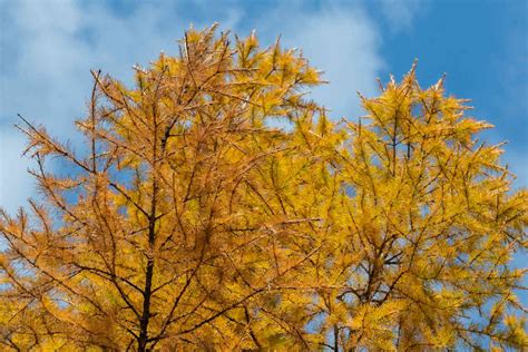 How To Grow And Care For Larch