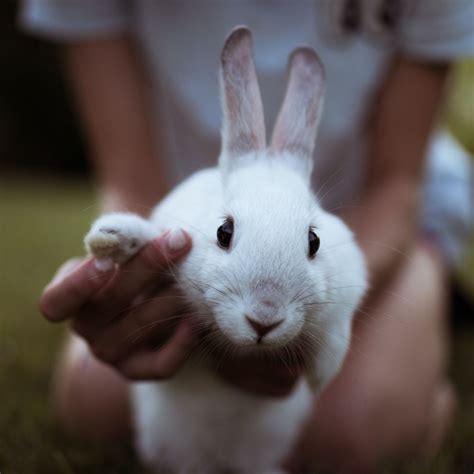 The 10 Best Pet Rabbit Breeds For Children Pethelpful