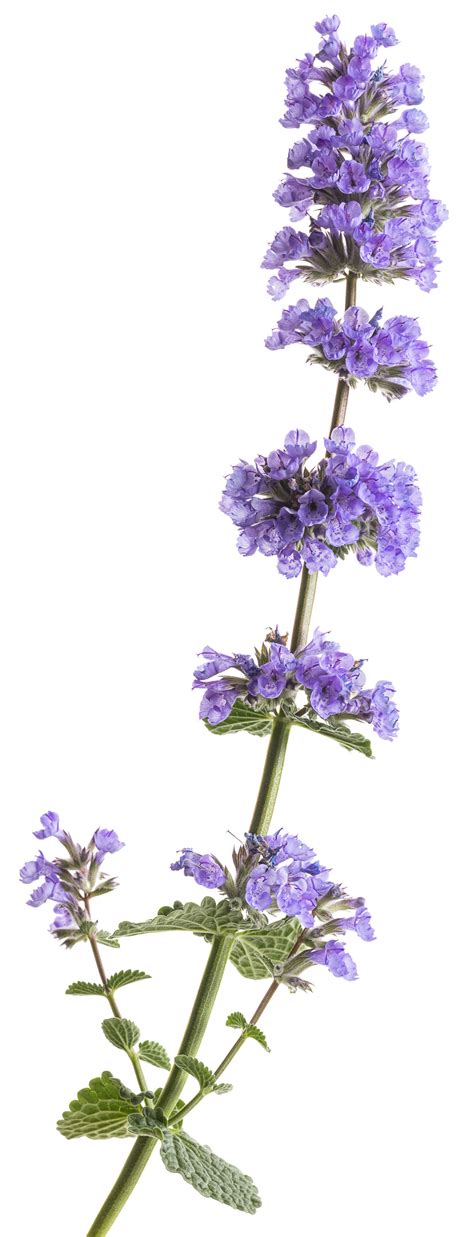 We will increase our shipping costs from $3.50 to $3.75 on the 20th of january. 'Cat's Pajamas' - Catmint - Nepeta hybrid | Proven Winners
