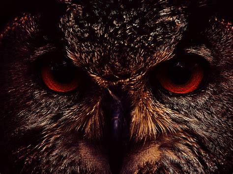 Animal Owl Hd Wallpaper