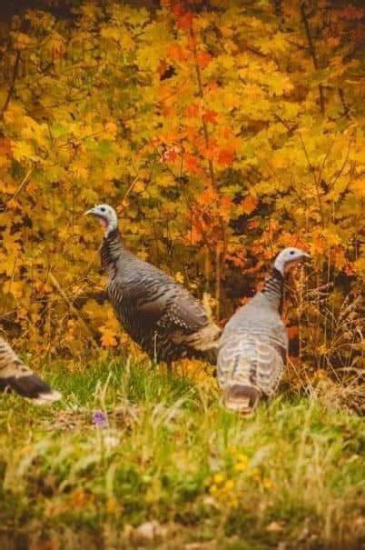 Pin By Marykay On Awesome Autumn ~~ A Favorite Season ~~ Wild Turkey