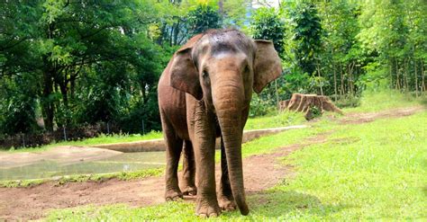 Gajah Sumatera Taksonomi Morfologi Habitat Sebaran Status Konservasi