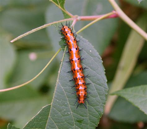 Caterpillar Gulf Fritillary Butterfly Agraulis Vanillae Flickr