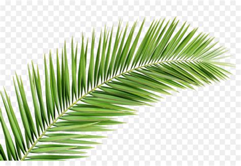 Arecaceae пальмовая ветвь лист