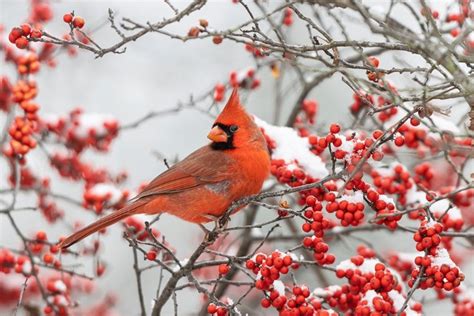 Somerset House Images Northern Cardinal Male In Winterberry Bush In