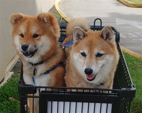 When you purchase shiba inu puppies for sale, grab the furminator as well. Shiba Inu Coats 101 - My First Shiba Inu
